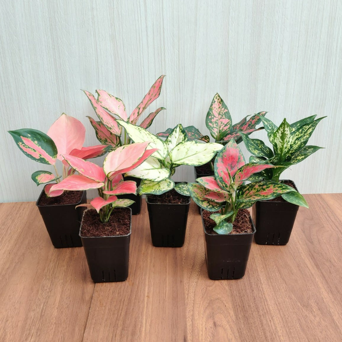 aglaonema pot size Indoor Aglaonema Plants with Pots (Pack of 7 Plants) – ChhajedGarden.com