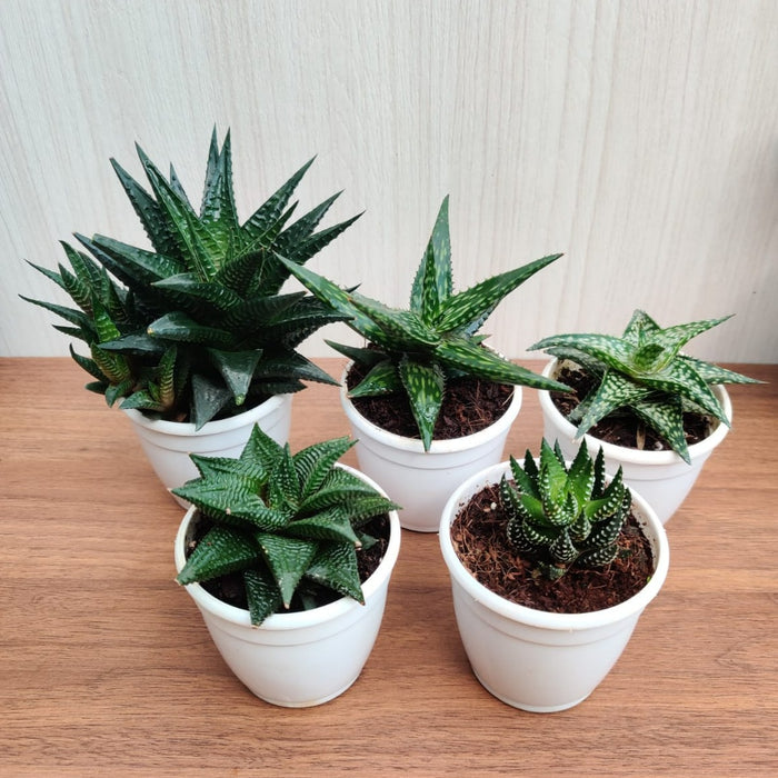 Small Aloe Succulents Plants, (Qty: 5 Small Succulent Aloe)