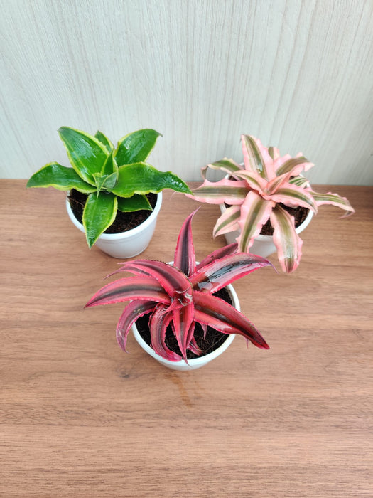 Cryptanthus Earth Star Plant with Pot (Pack of 3)