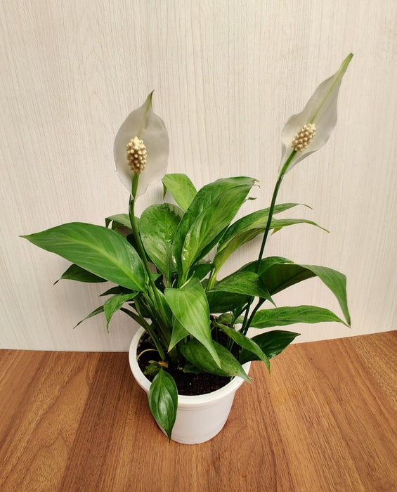 Peace Lily Green Plant (Spathiphyllum)