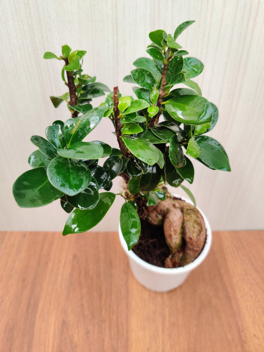 Ficus Ginseng Bonsai Live Plant - 12 cm ( Denser than 12 cm Bonsai Plant )