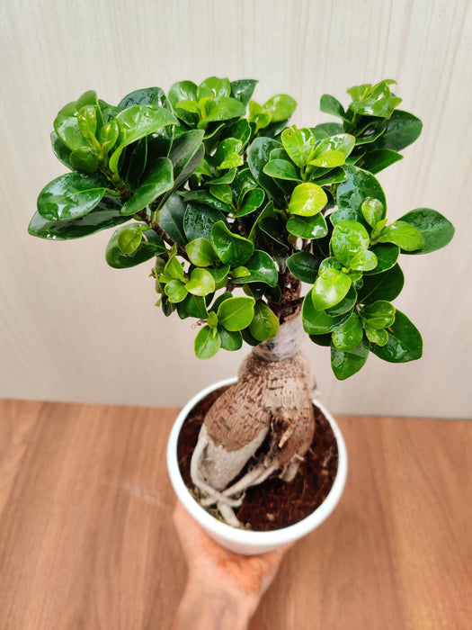 Ficus Ginseng Bonsai Live Plant - 12 cm ( Denser than 12 cm Bonsai Plant )