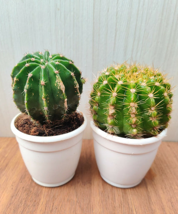 Non-Grafted Cactus (Pack Of 2)