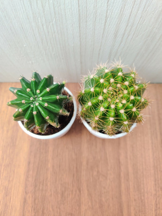Non-Grafted Cactus (Pack Of 2)