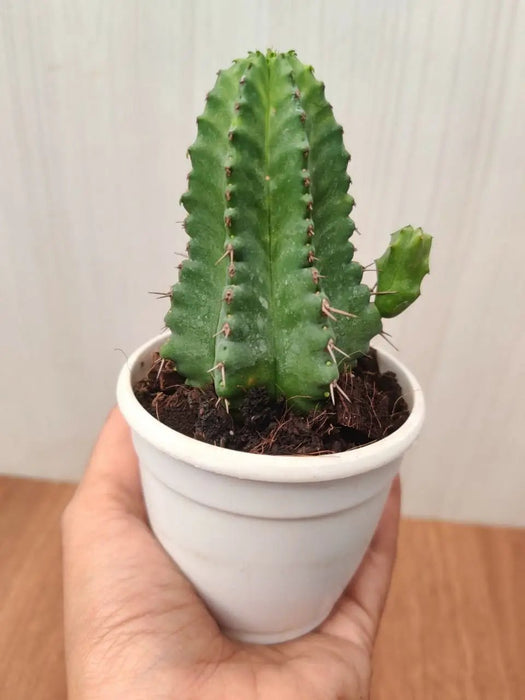 Euphorbia Anopolia Cactus