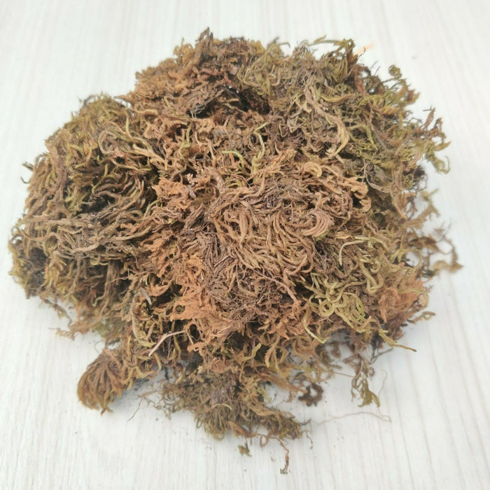 Spagnum Moss