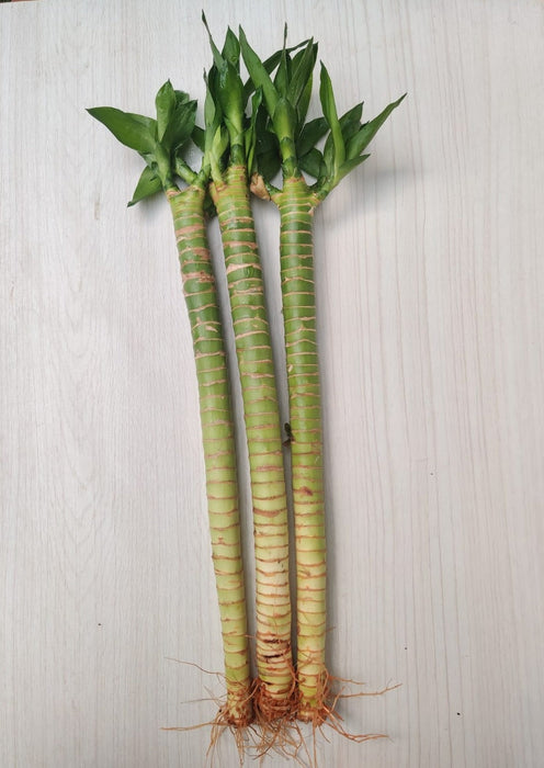Lotus Bamboo Live Plants 30 cm (12 Sticks)