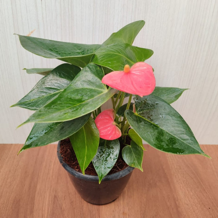 Anthurium Pink Color Flowering Plant