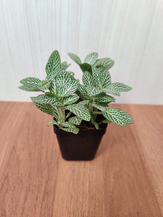 Fittonia Small Starlight Green Plant