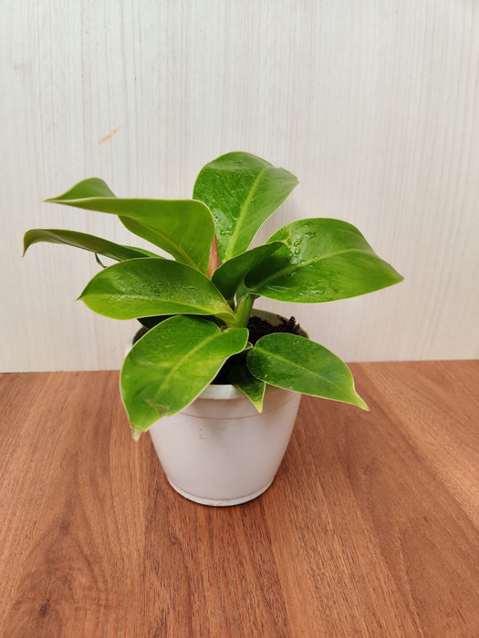 Philodendron Moonshine Plant