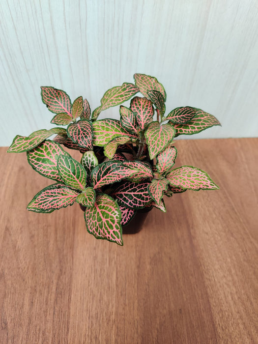 Fittonia Albivenis ‘Mosaic’ Red-Green Plant