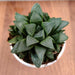 Haworthia Mutica Succulent Plant