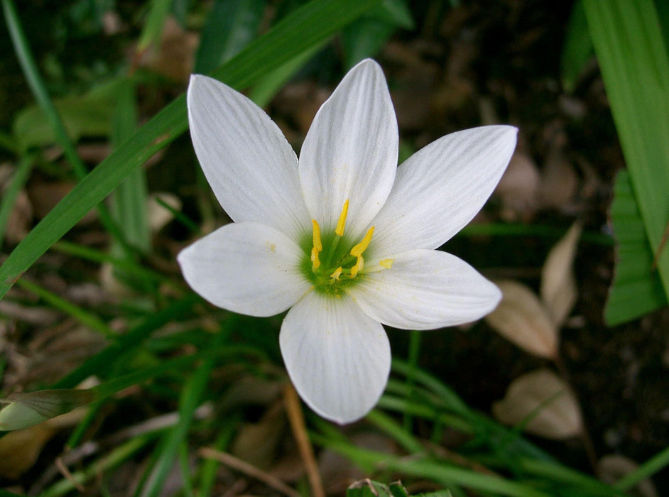 Zephyranthus White Flower Bulbs (Pack of 20) - CGASPL