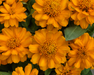 Zinnia Double Profusion Golden Flower Seeds - CGASPL