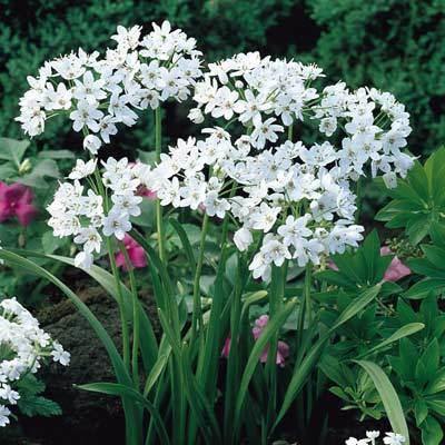 Allium Cowanii White Flower Bulbs (Pack of 6 Bulbs) - CGASPL