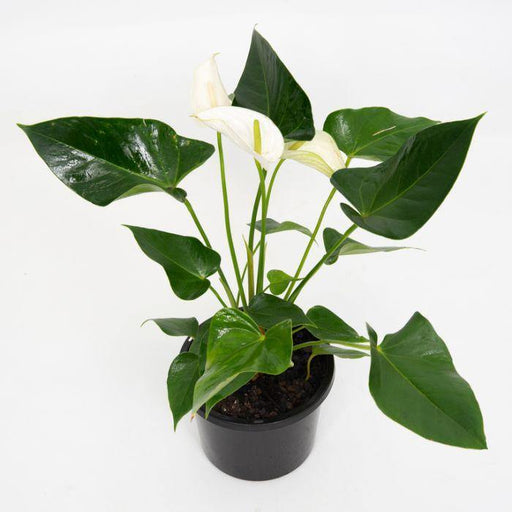 Anthurium White Color Flowering Plant - ChhajedGarden.com