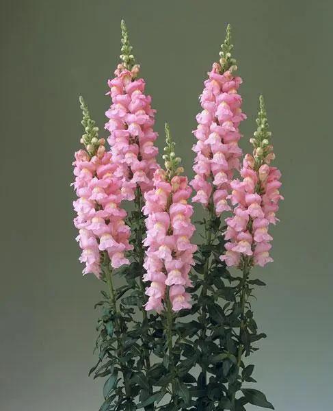 Antirrhinum Legend Pink Flower Seeds