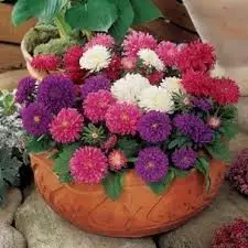 aster pot n patio mix Aster Pot & Patio Mix Flower Seeds