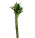 Lotus Bamboo Live Plants 50 cm (6 Sticks) - CGASPL
