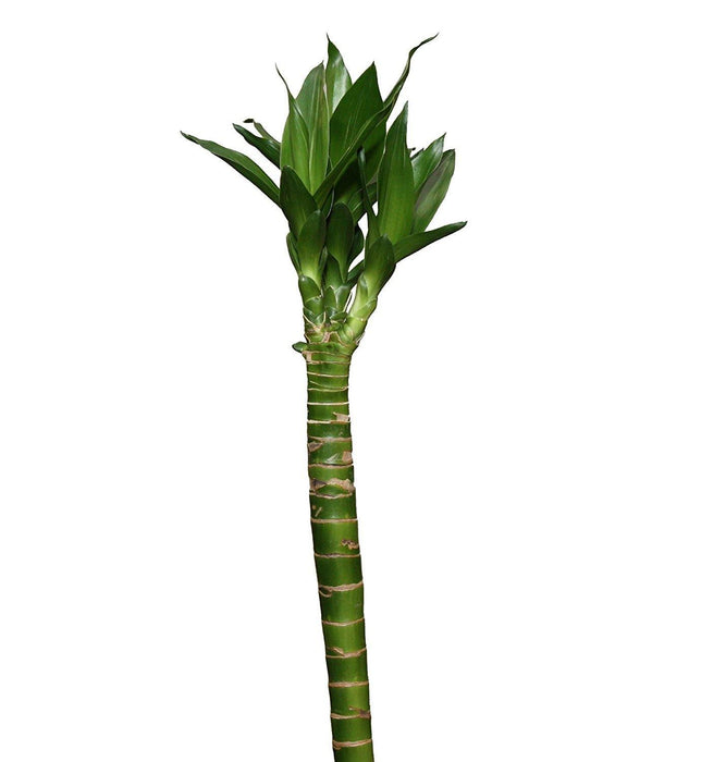 Lotus Bamboo Live Plants 50 cm (12 Sticks) - CGASPL