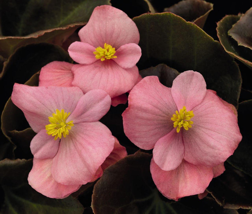 Begonia Semperflorens Nightlife Pink Flower Seeds - CGASPL