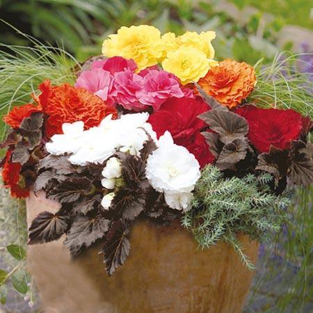 Begonia Tuberhybrida Nonstop Mocca Mix Flower Seeds | Buy Online