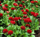 Bellis Tasso Red Flower Seeds