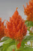 Celosia Plumosa Glorious Orange Flower Seeds