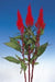 Celosia Plumosa Century Red Flower Seeds