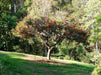 Erythrina indica-Coral Tree(Qg) Seeds - CGASPL