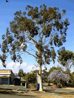 Eucalyptus citriodora-Lemon scented Gum Seeds - CGASPL