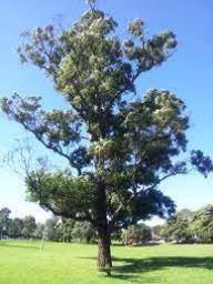 Eucalyptus robusta Seeds 
