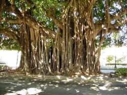 banyan bonsai tree seeds Ficus Benghalensis Seeds