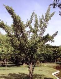 Mimusops hexandra Seeds , Ceylon Iron Wood, Hindi: drirh,khirni