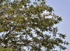 Parkia biglandulosa (Qg) Seeds ,Badminton Ball Tree
