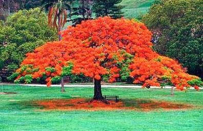 Poinciana regia (Delonix regia) Gulmohar Seeds
