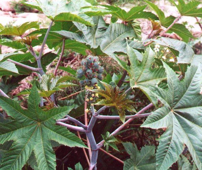 caster bean plant seeds Ricinus communis Seeds ,castor oil plant Seeds