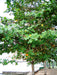 Terminalia catappa Seeds ,Indian Almond Seeds - CGASPL
