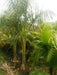 Oreodoxa regia -Bottle Palm Seeds