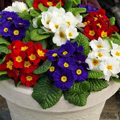 primula flower seeds Primula Acaulis Danessa Mix Flower Seeds