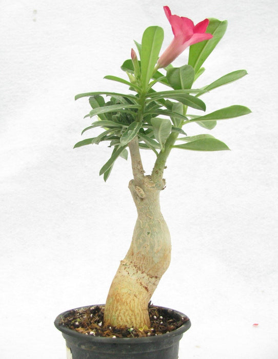 Adenium Single Layer Dark Pink Flower Plant - CGASPL