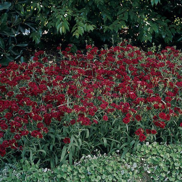 Dianthus Dynasty Red Flower Seeds - CGASPL