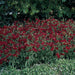 Dianthus Dynasty Red Flower Seeds - CGASPL