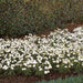 Dianthus Dynasty White Blush Flower Seeds - CGASPL