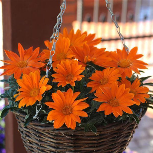 Gazania New Day Orange Clear Flower Seeds - CGASPL