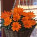 Gazania New Day Orange Clear Flower Seeds - CGASPL