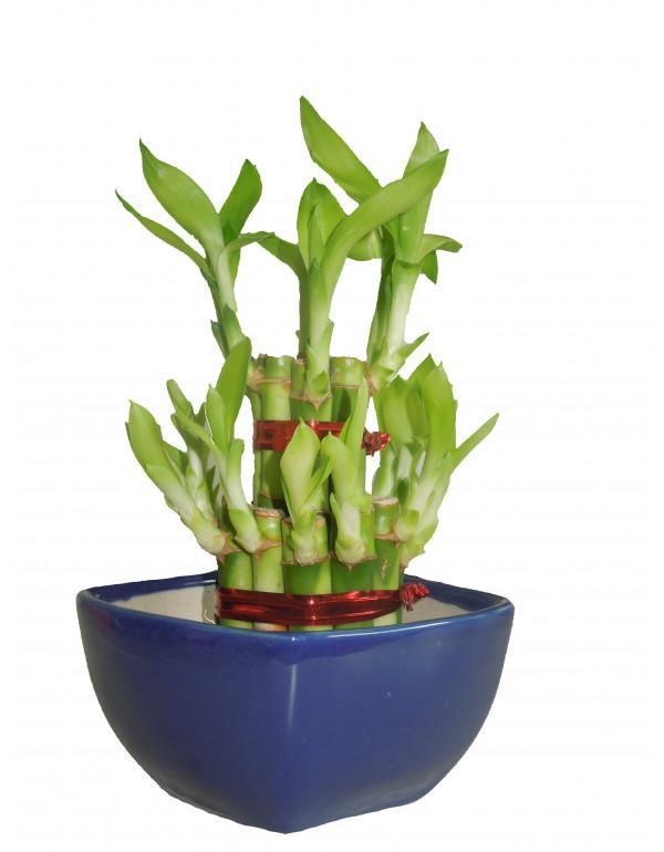 lucky bamboo flipkart Bamboo Pots Indoor | 2 Layer Lucky Bamboo