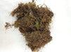 Spagnum Moss - ChhajedGarden.com