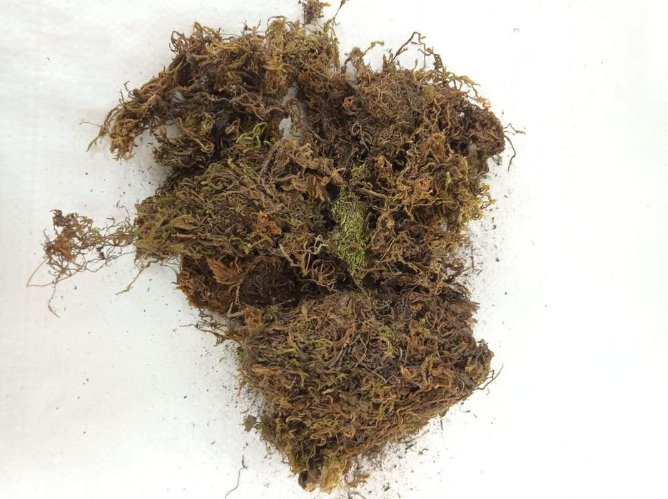 Sphagnum Moss 2 kg -Growing Medium for Plants | Chhajed Garden