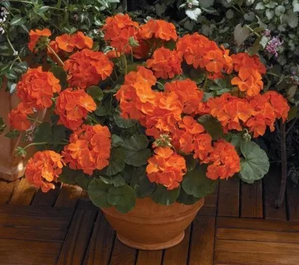 geranium flower seeds online india Geranium Maverick Orange Flower Seeds